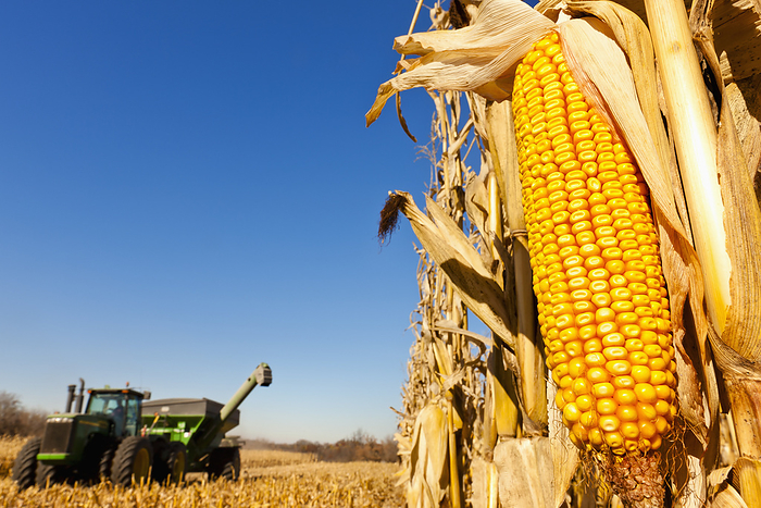 America Agriculture   Ear of mature harvest stage grain corn on the stalk with the husk pulled back exposing the kernels with a tractor and grain wagon in the background   near Nerstrand, Minnesota, USA., by Richard Hamilton Smith   Design Pics