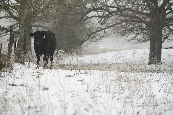 America Livestock   An Angus beef cow standing along an old fence during a snow storm   near Telephone, Texas, USA., by Russell Graves   Design Pics