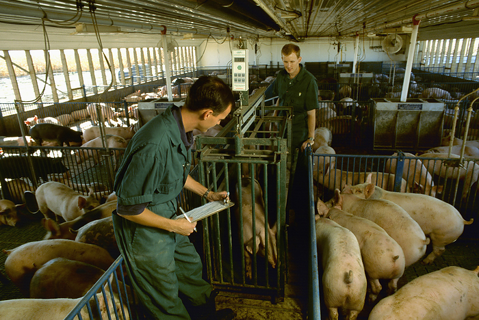 America Livestock   Pork producers weigh hogs in a confinement facility   Illinois, USA., by Russ Munn   Design Pics