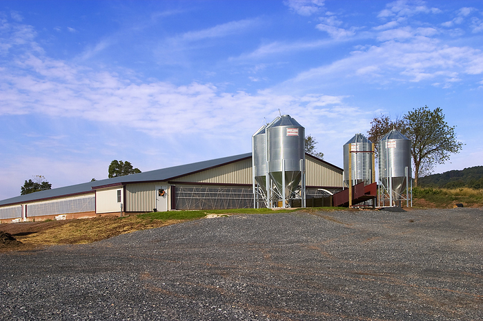America Livestock   Newly constructed hog confinement facilities with feed silos   near Shoeneck, Pennsylvania, USA., by Robert J. Polett   Design Pics