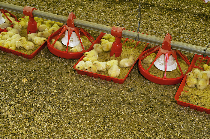 America Livestock   Young chickens feeding in a poultry house   near Strasburg, Pennsylvania, USA., by Robert J. Polett   Design Pics