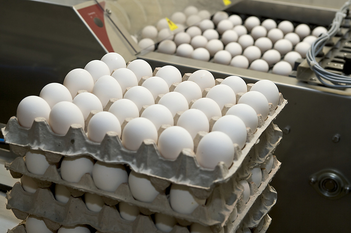 America Agriculture   Fertilized chicken eggs being sorted and processed to be shipped to chicken hatcheries and farms   near Millersville, Pennsylvania, USA., by Robert J. Polett   Design Pics