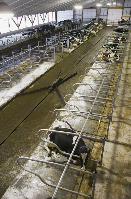 America Livestock   Interior of a new hi tech freestall dairy barn with an automated manure cleanout device   near Lancaster, Pennsylvania, USA., by Robert J. Polett   Design Pics
