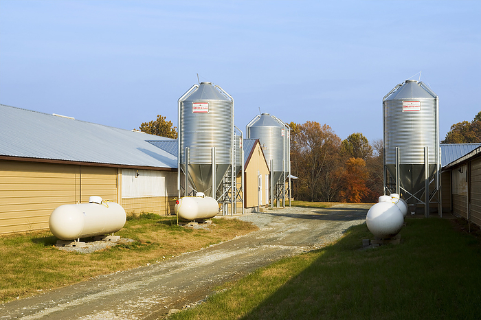 America Livestock   Poultry finishing houses and silos   near Buck, Pennsylvania, USA., by Robert J. Polett   Design Pics