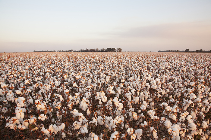 Agriculture - Large field of mature defoliated high-yield cotton plants at harvest stage in late afternoon Autumn light / near England, Arkansas, USA., by Bill Barksdale / Design Pics