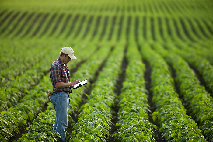 America Agriculture   A young farmer in a mid growth soybean field records crop data on his Apple iPad. This represents the next generation of young farmers using the latest technology in farming operations   Minnesota, USA., by Richard Hamilton Smith   Design Pics