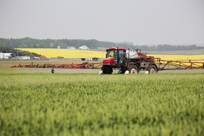 Canada Crop Sprayer In The Field Spraying An Early Growth Wheat Crop With A Flowering Canola Field In Background  Alberta, Canada, by Michael Interisano   Design Pics