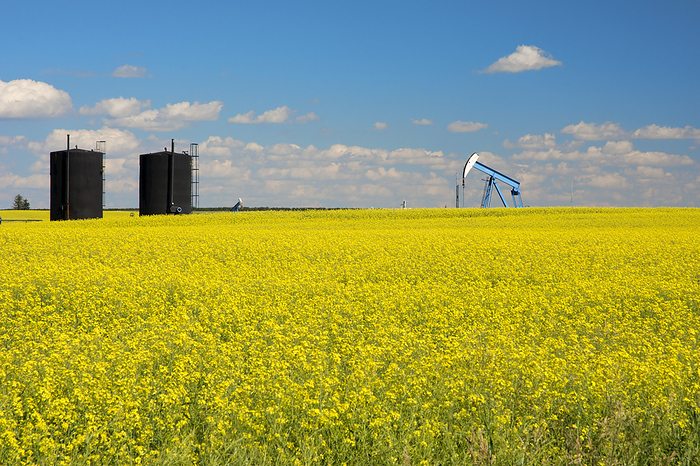 Canada Canola Field In Full Bloom With Black Storage Tanks And Blue Oil Pump Jack In The Distance  Alberta, Canada, by Philippe Widling   Design Pics