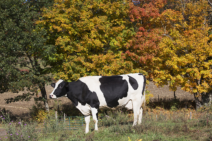 America Holstein Dairy Cow In Autumn Pasture  Salem, New York, United States Of America, by Lynn Stone   Design Pics
