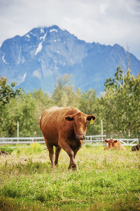 America Beef Cattle On A Farm In Alaska  Bos Primigenius   Palmer, Alaska, United States Of America, by Remsberg Inc   Design Pics