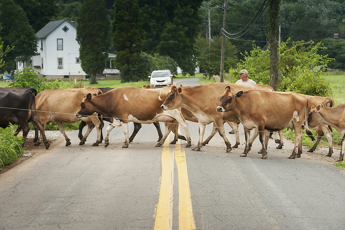 America Farmer Guiding Dairy Cows Across The Road, Near Long Green  Maryland, United States Of America, by Remsberg Inc   Design Pics