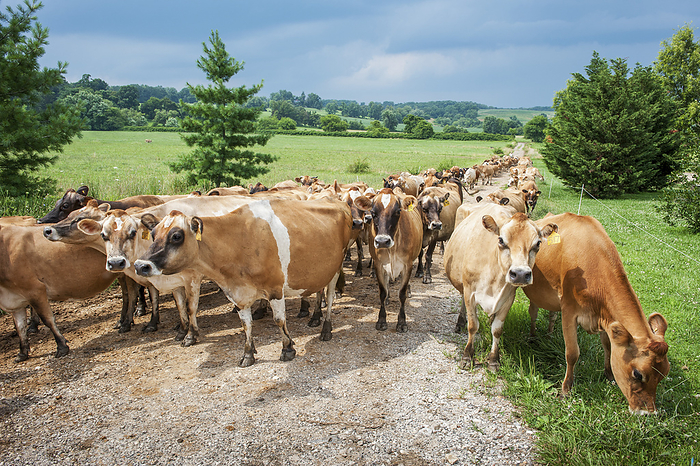 America Dairy Cows Walking Down A Gravel Road, Near Long Green  Maryland, United States Of America, by Remsberg Inc   Design Pics