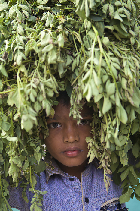 Bangladesh Young Boy Hiding In The Leaves Of A Tree  Habiganj, Bangladesh, by Ian Taylor   Design Pics