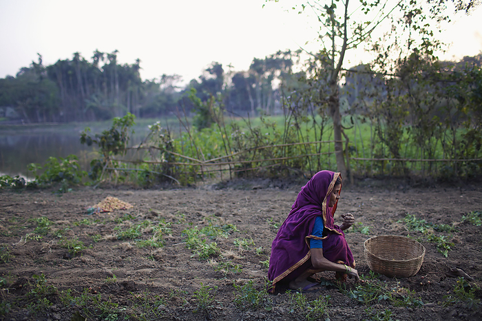 Bangladesh Woman Working In A Field  Sunamganj, Bangladesh, by Ian Taylor   Design Pics