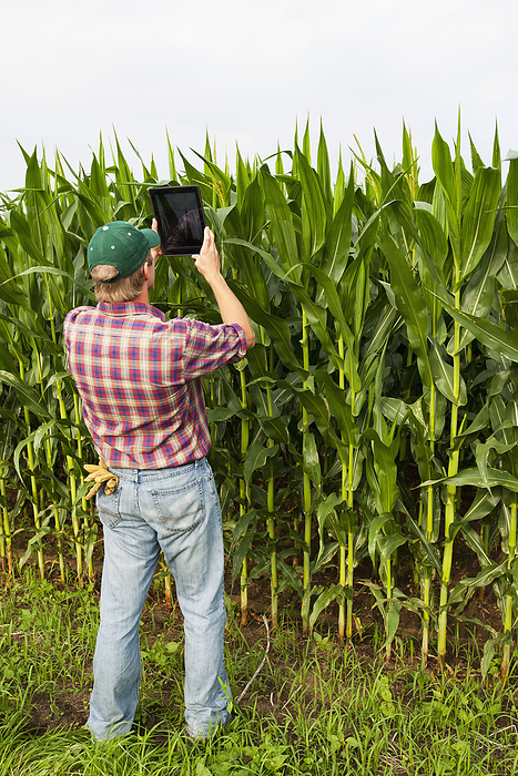 America Agriculture   A young farmer in a mid growth grain corn field records his crop using his Apple iPad camera. This represents the next generation of young farmers using the latest technology in farming operations   Minnesota, USA., by Richard Hamilton Smith   Design Pics