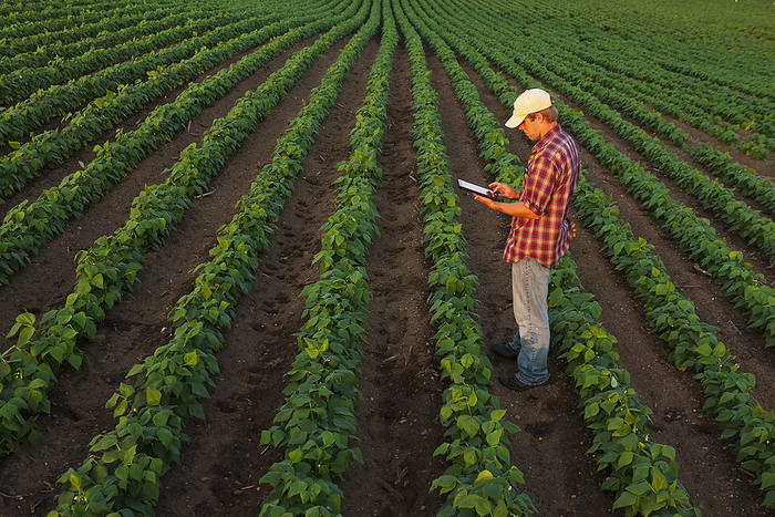 America Agriculture   A young farmer in an early growth soybean field records crop data on his Apple iPad. This represents the next generation of young farmers using the latest technology in farming operations   Minnesota, USA., by Richard Hamilton Smith   Design Pics