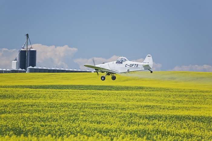 Canada Crop Dusting Plane Over Flowering Canola Field With Blue Sky And Clouds  Crossfield, Alberta, Canada, by Michael Interisano   Design Pics