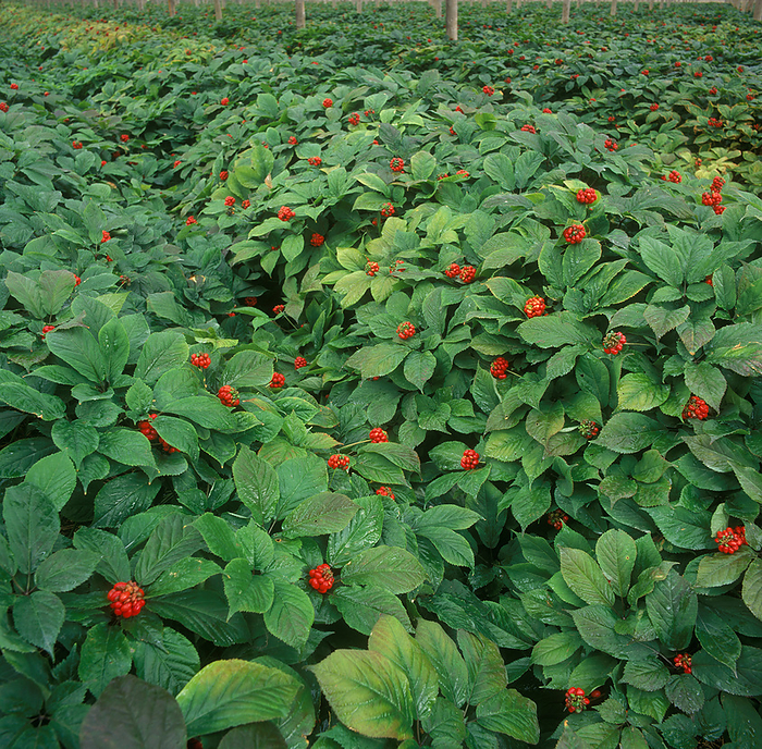 Canada Agriculture   Healthy Ginseng crop in a greenhouse   Ontario, Canada., by Carroll   Carroll   Design Pics