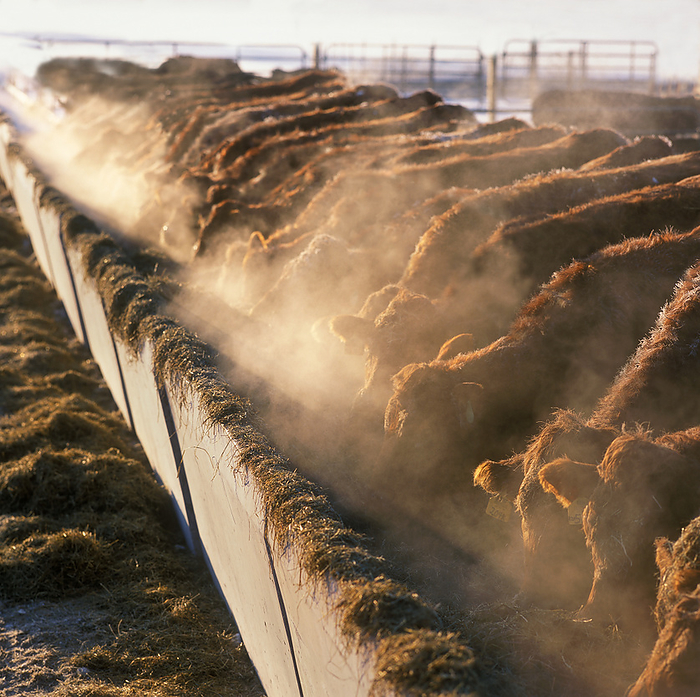 Canada Livestock   Crossbred beef cattle feed on silage at a beef feedlot on a cold day   Ontario, Canada., by Carroll   Carroll   Design Pics