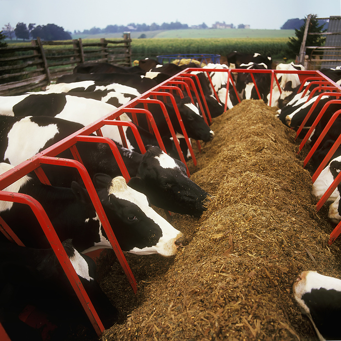 Canada Livestock   Holstein dairy cows feed on silage at a dairy feedbunk   Ontario, Canada., by Carroll   Carroll   Design Pics