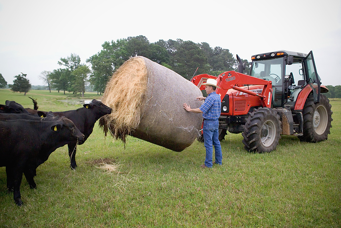 America Agriculture   A rancher   livestock producer cuts the wrap from a round hay bale in preparing to feed his herd of Black Angus beef cattle   Tennessee Colony, Texas, USA., by Holly Kuper   Design Pics