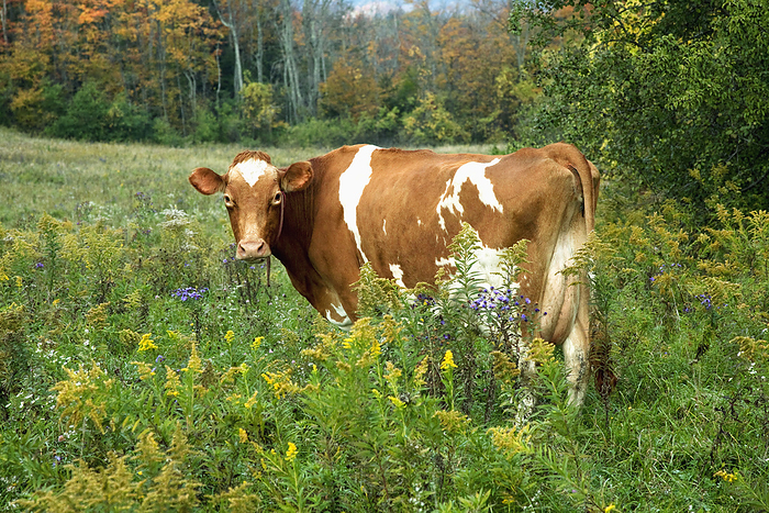 Livestock - Guernsey dairy cow on a little used pasture, now grown up in October with Goldenrod and New England Asters (purple) / near Sharon Springs, New York, USA., by Lynn Stone / Design Pics