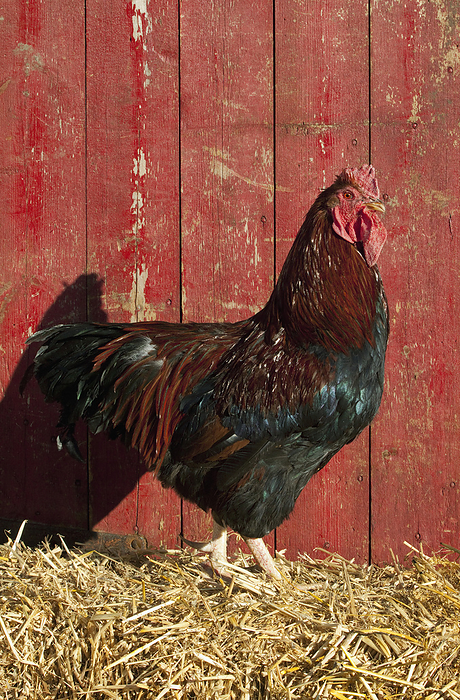America Livestock   Red Dorking rooster standing on hay in front of red barn door   Iowa, USA., by Lynn Stone   Design Pics
