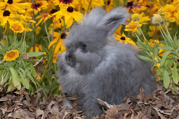 America Livestock   A juvenile Lionhead rabbit on oak leaves with Black Eyed Susans in the background   Harvard, Illinois, USA., by Lynn Stone   Design Pics