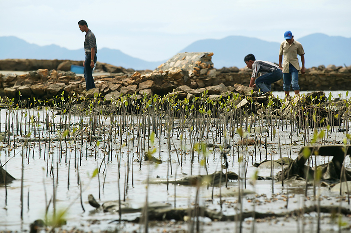 Indonesia Checking On Planted Mangrove Seedlings After The Indian Ocean Earthquake And Tsunami Near Bandah Aceh  Aceh Province, Indonesia, by Jim Holmes   Design Pics
