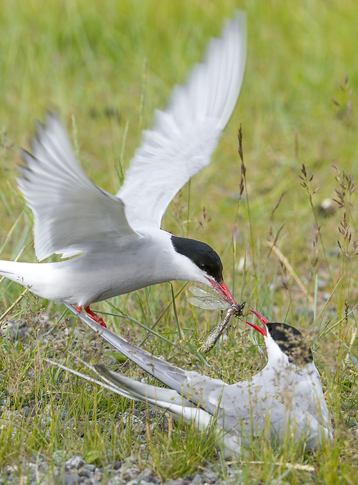 Adult Arctic Tern Feeds Insect To Another Arctic Tern, Alaska, by Cathy Hart / Design Pics