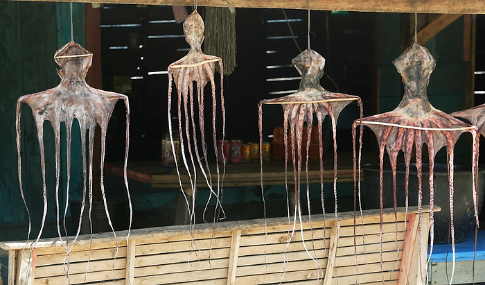 Indonesia Octopus Hanging Out To Dry At A Roadside Fish Stall In Lhok Seudu Village  Aceh Province, Sumatra, Indonesia, by Jim Holmes   Design Pics