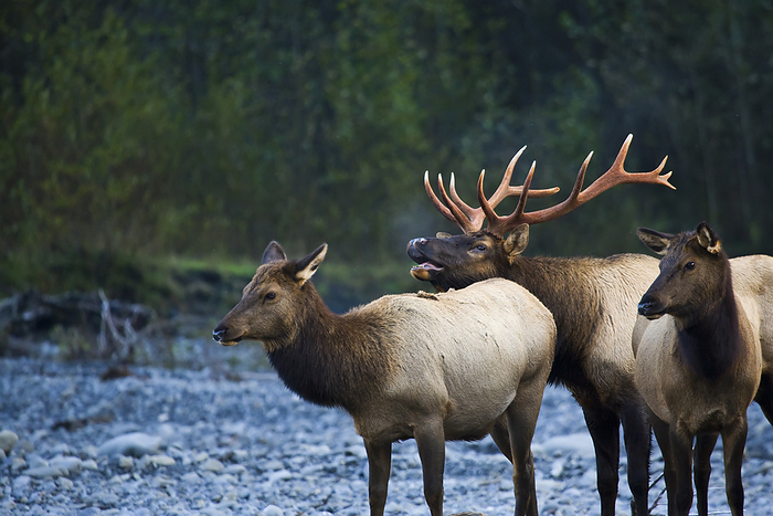 America Bull Roosevelt Elk Bugling With Two Cows  Washington, United States Of America, by John Mahan   Design Pics