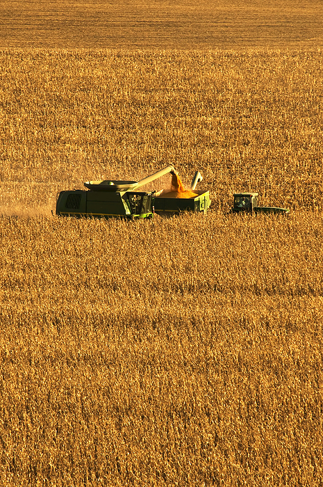Agriculture - A Combine Harvests Grain Corn And Unloads The Corn Into A Grain Wagon, by Thomas Dodge / Design Pics