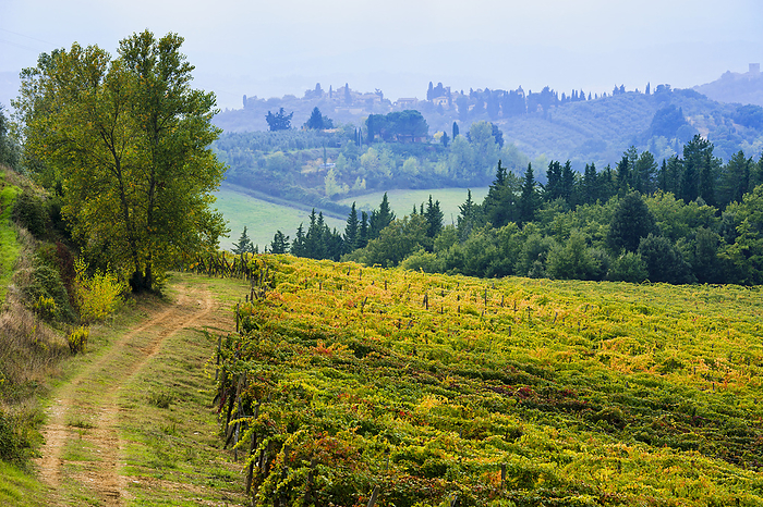 Vineyards Italy Wine Grape Vineyard  Poggibonsi, Siena, Tuscany, Italy, by Yves Marcoux   Design Pics