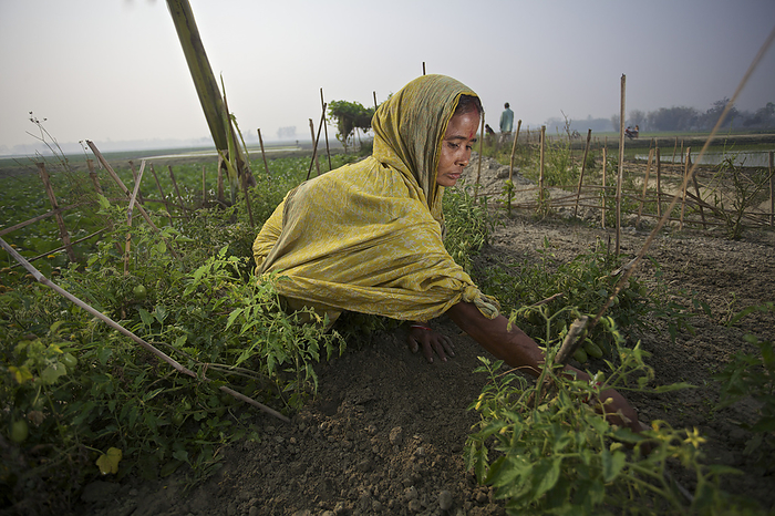 Bangladesh Woman Working In A Field  Rangpur, Bangladesh, by Ian Taylor   Design Pics