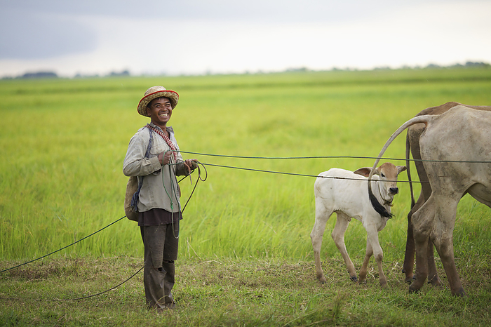 Cambodia Man Bringing In His Cows  Battambang, Cambodia, by Ian Taylor   Design Pics