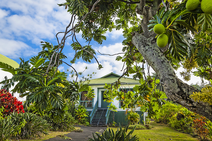 Hawaii St. Benedict s Painted Church Through A Breadfruit Tree, Captain Cook  Island Of Hawaii, Hawaii, United States Of America, by Sunny Awazuhara  Reed   Design Pics
