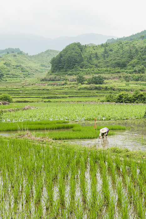 China Rice Fields In A Small Village Near To Wuyuan  Jiangxi Province, China, by Luis Martinez   Design Pics