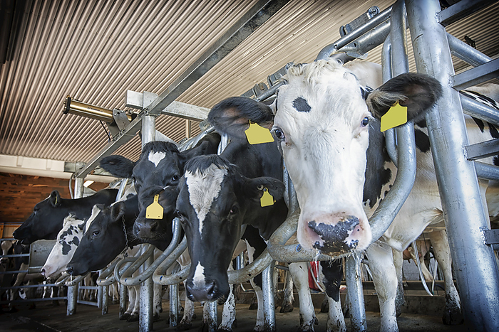 America Holstein Cows Lined Up In Milking Stall  Lancaster, Pennsylvania, United States Of America, by Robert J. Polett   Design Pics