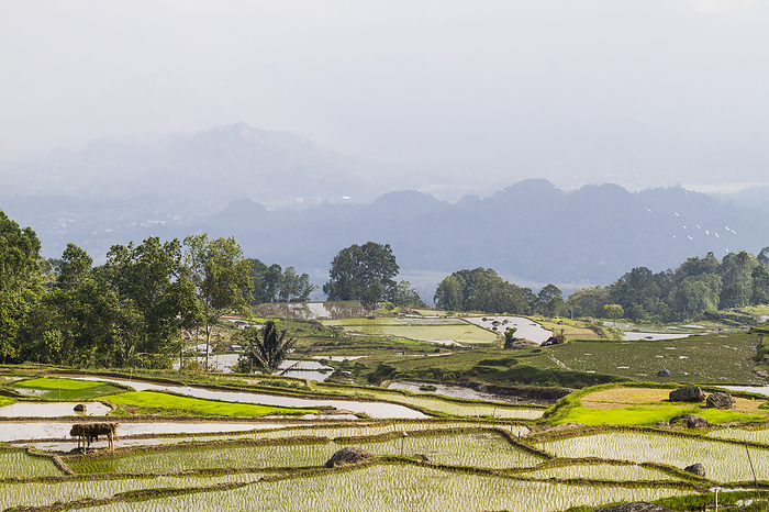 Indonesia Terraced Rice Fields, Batutumonga, Toraja Land, South Sulawesi, Indonesia, by Peter Langer   Design Pics