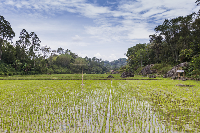 Indonesia Rice Field, Lemo, Toraja Land, South Sulawesi, Indonesia, by Peter Langer   Design Pics