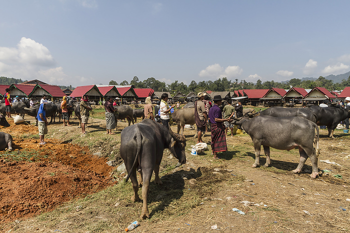 Indonesia People And Water Buffaloes At The Bolu Livestock Market, Rantepao, Toraja Land, South Sulawesi, Indonesia, by Peter Langer   Design Pics