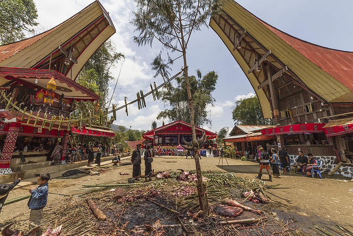 Indonesia Rante, The Ceremonial Site Where The Meat Of Slaughtered Cattle Will Be Distributed To The Guests Of A Torajan Funeral, In Sereale, Toraja Land, South Sulawesi, Indonesia, by Peter Langer   Design Pics