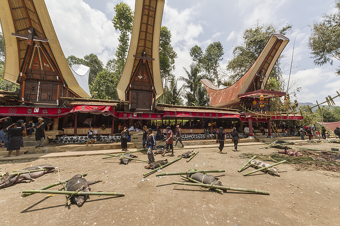 Indonesia Pigs Tied To Bamboo Sticks At The Rante, The Ceremonial Site Where The Meat Of Slaughtered Cattle Will Be Distributed To The Guests Of A Torajan Funeral, In Sereale, Toraja Land, South Sulawesi, Indonesia, by Peter Langer   Design Pics