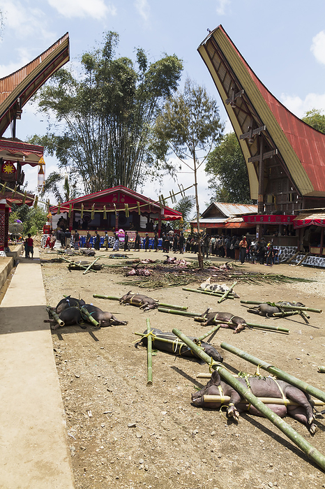 Indonesia Pigs Tied To Bamboo Sticks At The Rante, The Ceremonial Site Where The Meat Of Slaughtered Cattle Will Be Distributed To The Guests Of A Torajan Funeral, In Sereale, Toraja Land, South Sulawesi, Indonesia, by Peter Langer   Design Pics