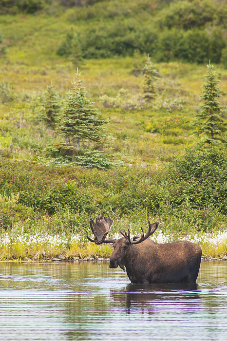 Denali National Park, Alaska A Bull Moose Feeding In A Pond In Summer In Denali National Park, Interior Alaska, by Michael Jones   Design Pics