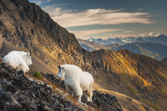 Two Adult Billy Goats Are On A Mountain Side Near Crow Creek Pass In Chugach State Park Near Girdwood In South Central Alaska., by Michael Jones / Design Pics