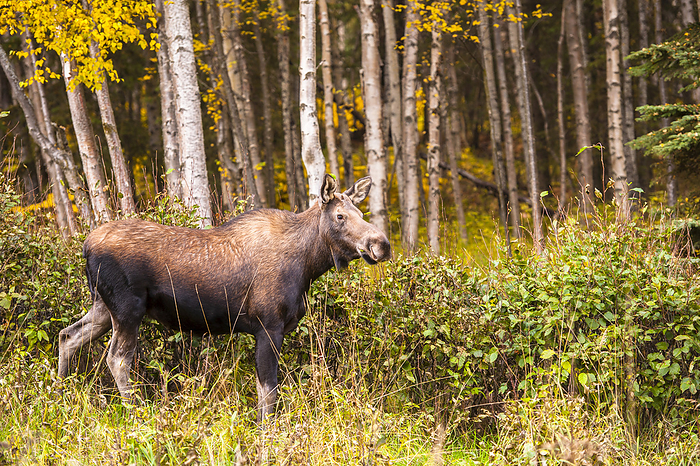 A Female Moose In Anchorage, Alaska, On The Outskirts Of Kincaid Park., by Michael Jones / Design Pics