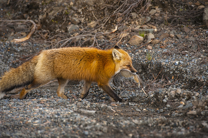 Denali National Park, Alaska A Red Fox Carries A Freshly Caught Squirrel In Its Mouth Along The Park Road Near Stony Creek In Denali National Park, Alaska., by Michael Jones   Design Pics
