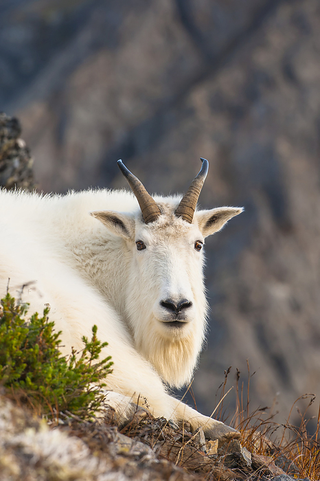 Close Up Of A Billy Goat Near Crow Creek Pass In Chugach State Park Near Girdwood In South Central Alaska., by Michael Jones / Design Pics